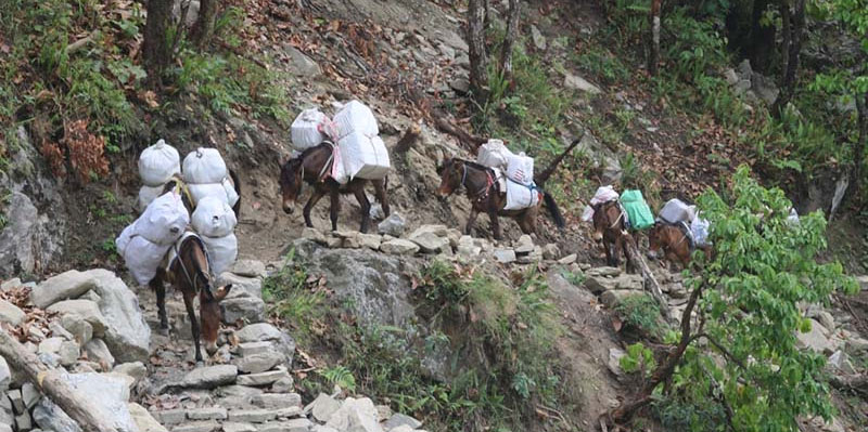 मनाङमा मोटरबाटो नपुग्दासम्म स्थानीयको सवारीसाधन घोडा
