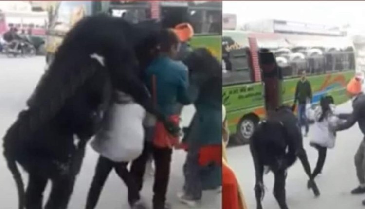 काठमाडौंको सडकमा हिडिरहेका युवतीमाथि अचानक गोरु चढेपछि (भिडियो हेर्नुस्)