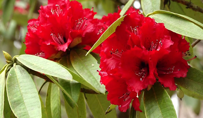 Image result for लालीगुराँस फुल