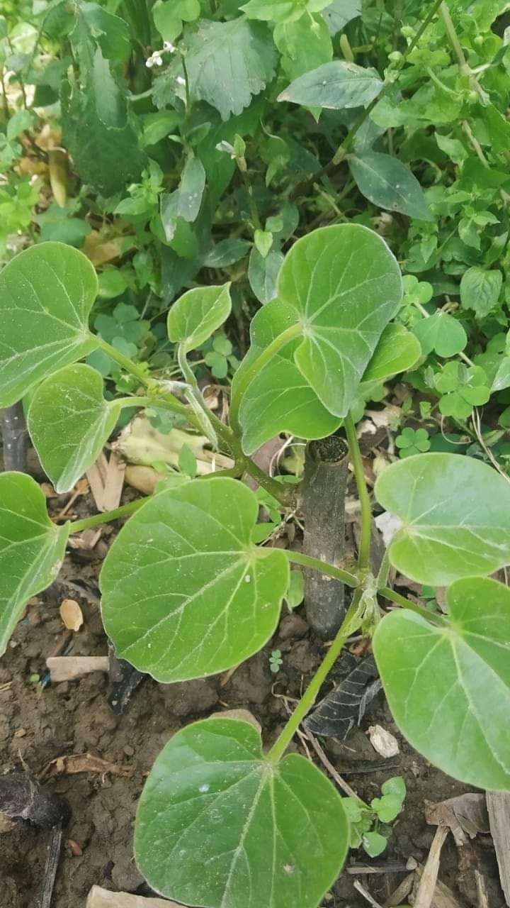 गुर्जो वितरण अभियान तीव्र