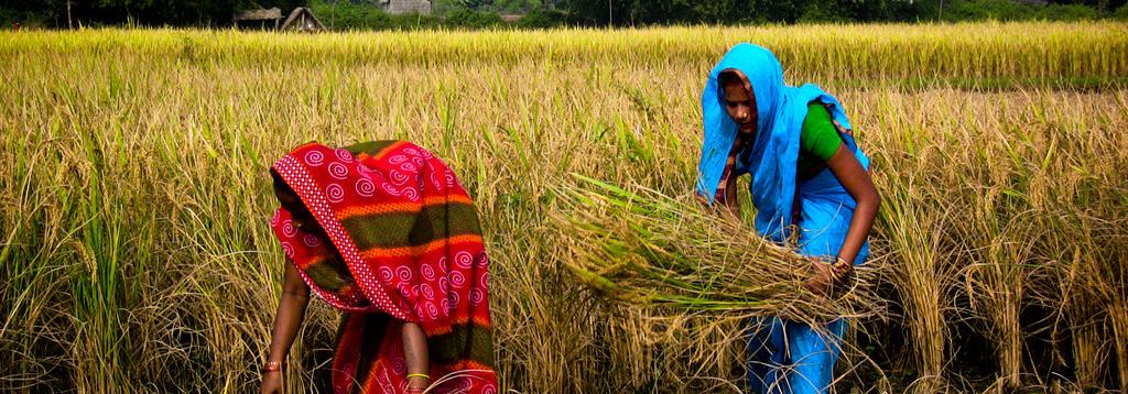 धान उत्पादन बढ्यो