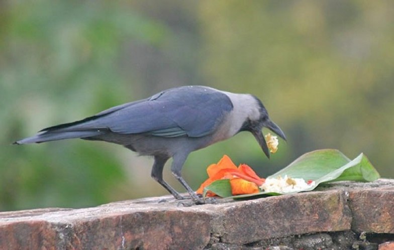यमपञ्चक शुरुः भोलि काग तिहार