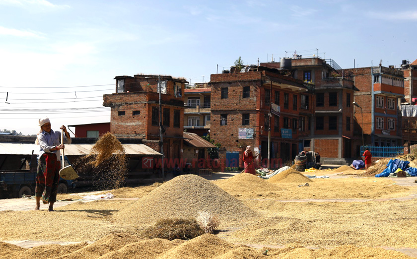 ६० हजार मेट्रिक टन धान खरिद गर्ने तयारीमा खाद्य कम्पनी