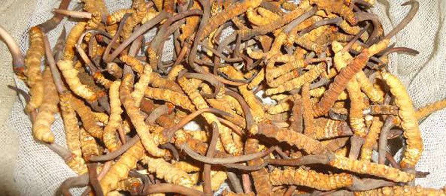 बहुमूल्य जडिबुटी यार्सागुम्बासहित ४ जना पक्राउ
