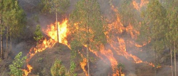 जोरायलका जङ्गलमा आगलागी