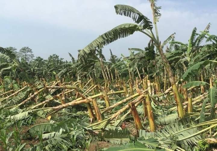 झापामा हावाहुरीबाट दुई करोडको क्षति