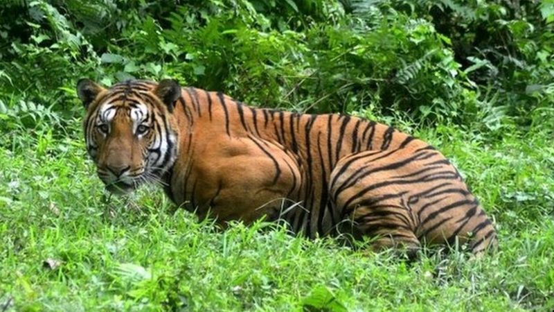 भारतीय नागरिकको बाघको आक्रमणबाट मृत्यु