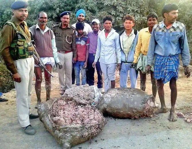 चउरमा खेलिरहेका बालबालिकाहरुले गाउँ नजिकैको खोल्सामा तीन वटा फालिएका बोरा भित्र पाँच करोड रुपैयाँ भेट्टाए