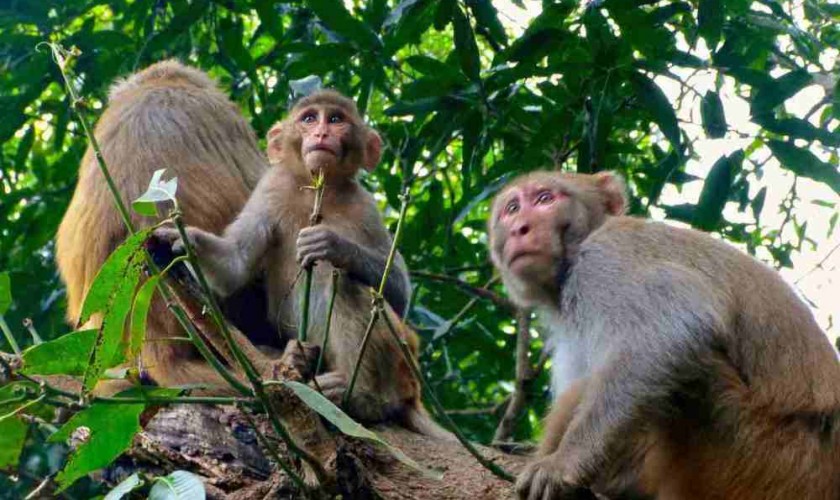 बाँदरले सुन्तला नष्ट गर्न थालेपछि कृषक चिन्तित