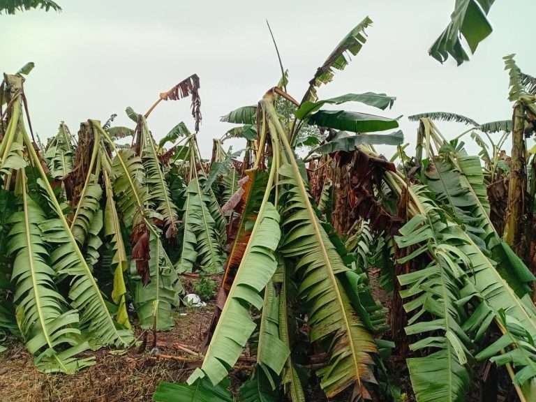 हावाहुरीका कारण कन्काईमा लगाइएको केरा खेतीमा व्यापक क्षति